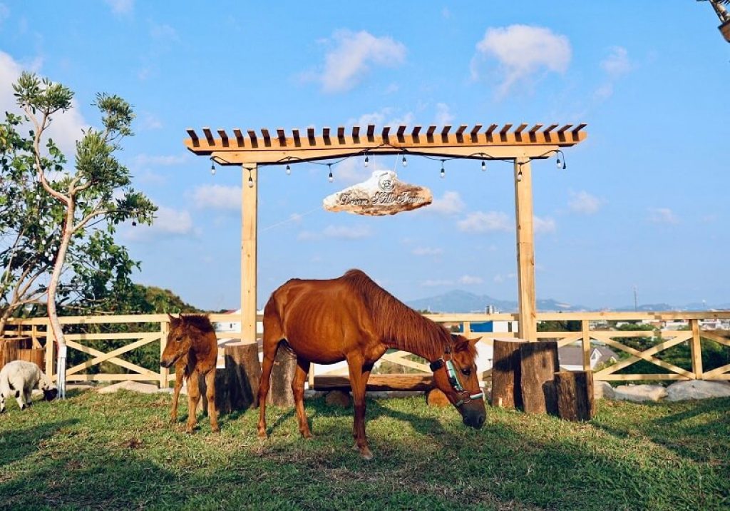 vườn bách thú dream hills farm cam ranh