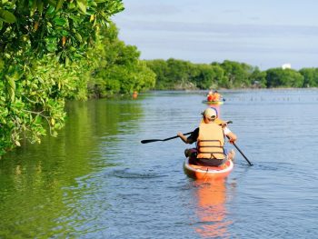 chèo sup khám phá rừng đước cam lâm
