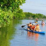 tour chèo sup cano khám phá rừng đước đầm thủy triều