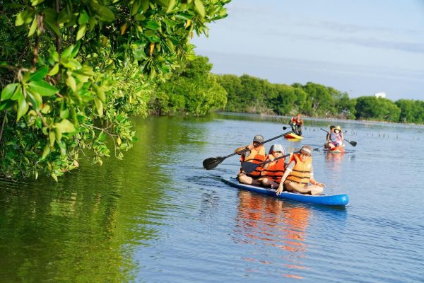 tour chèo sup cano khám phá rừng đước đầm thủy triều