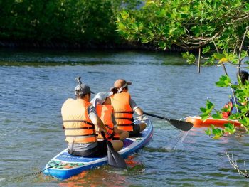 tour chèo sup cano khám phá rừng đước đầm thủy triều