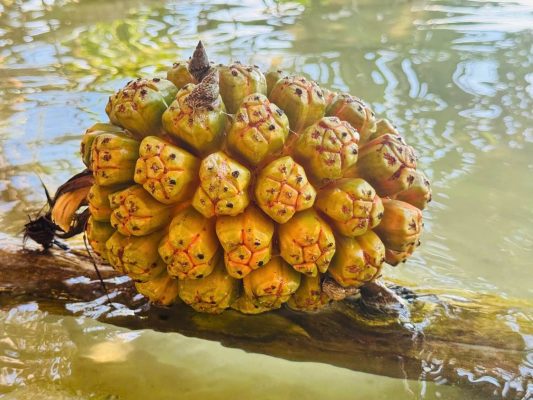 khám phá thiên nhiên hoang sơ ở đầm thủy triều